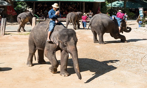 Bạn nên đi thăm địa điểm nổi tiếng nhất trong Thái Lan đó là Chiang Mai